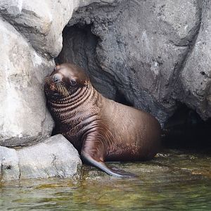 Steller's sea lion pup (Eumetopias jubatus), 2020-09-02