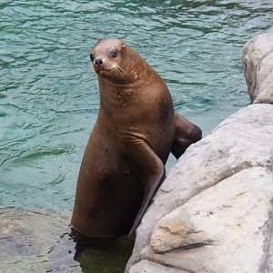 Female Steller's sea lion (Eumetopias jubatus), 2020-09-03