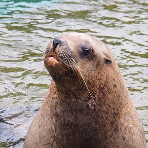 Male Steller's sea lion (Eumetopias jubatus), 2020-09-03