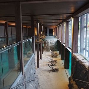 Underwater viewing area Steller's sea lions, 2020-09-03