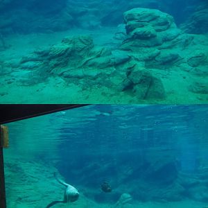 Underwater view Steller's sea lions, 2020-09-03
