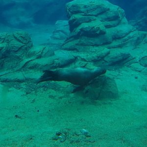 Steller's sea lion pup (Eumetopias jubatus) swimming underwater, 2020-09-03