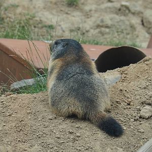 Alpine marmot (Marmota marmota marmota), 2020-09-02