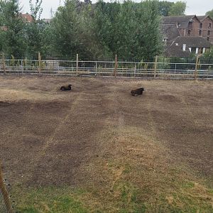 Soay sheep paddock on roof behind The Paddling Bear hotel, 2020-09-03
