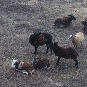 Soay sheep (Ovis aries), 2020-09-03