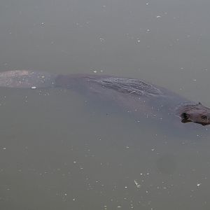 Swimming Canadian beaver (Castor canadensis), 2020-09-03
