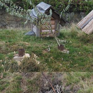 Canadian beaver exhibit details: Leftovers, Breakfast and Attempted den, 2020-09-03