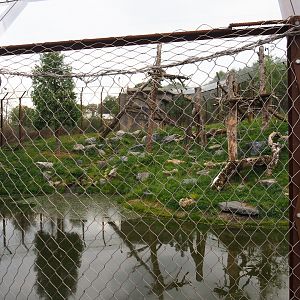 Mountain lion exhibit, 2020-09-02