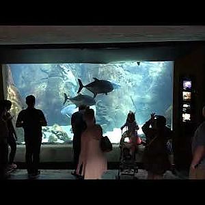 Waikiki Aquarium Hunters On The Reef