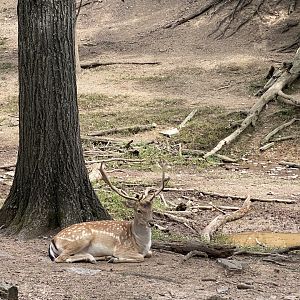 Fallow deer