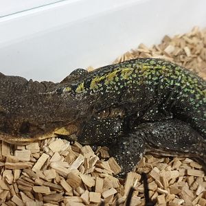 Ctenosaura flavidorsalis