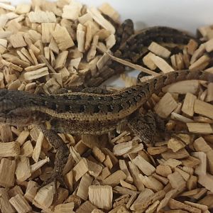 Rosybelly swift - Sceloporus variabilis