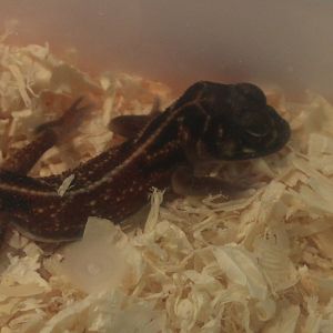 Nephrurus vertebralis