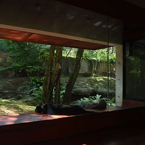 Jaguar exhibit