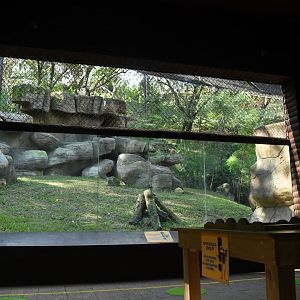 Andean Condor exhibit