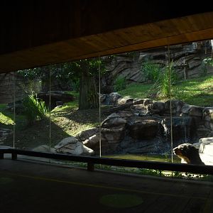 Spectacled bear exhibit