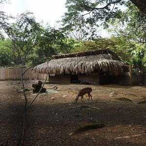 White tailed deer (Odocoileus Virginians)
