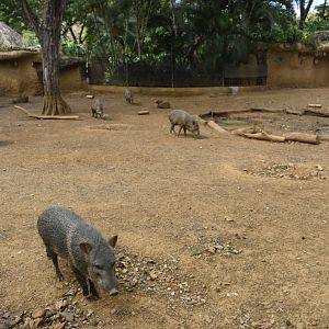 Collared peccary (Pecari tajacu)
