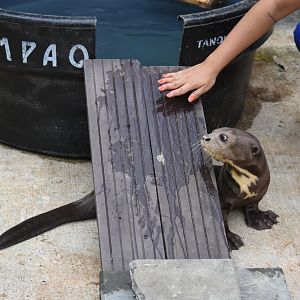 Hand rearing a baby giant otter (Pteronura brasiliensis)