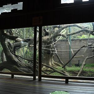 Colombian spider monkey (Ateles fusciceps) exhibit