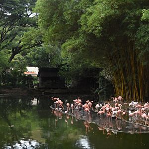 American flamingo (Phoenicopterus ruber) lake