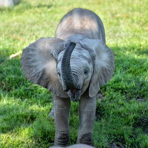 bush elephant calf