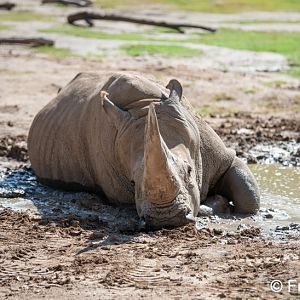 southern white rhinoceros