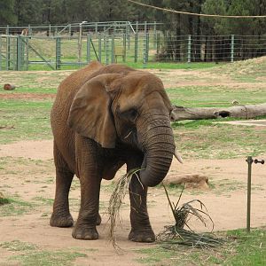 African Elephant (2009)