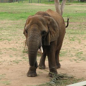 African Elephant (2009)