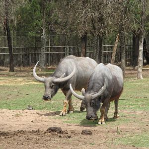 Water Buffalo (2009)