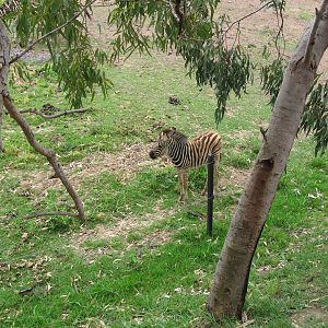 Zebra Foal (2009)