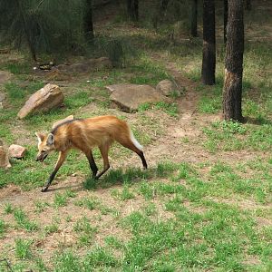 Maned Wolf (2009)