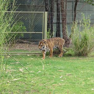 Sumatran Tiger (2009)