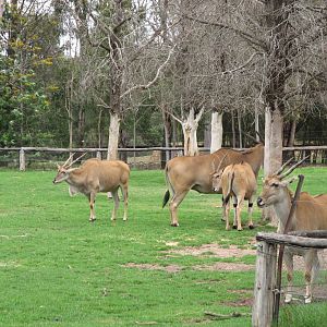 Eland (2009)