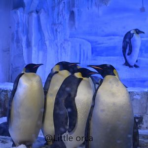 Emperor penguin (Aptenodytes forsteri)