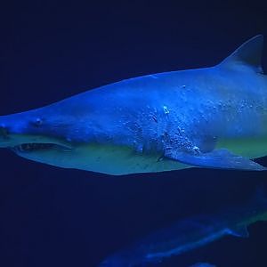 Paul & Lynsey's Zoo Tour #106 New York Aquarium - YouTube