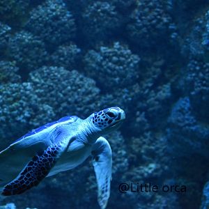 Green sea turtle  ( Chelonia mydas)