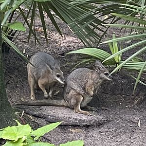 Tammar Wallaby (Macropus eugenii)