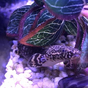 Ornate bichir (Arcata Pet Supply)