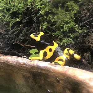 Bumblebee poison dart frog (Arcata Pet Supply)
