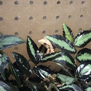 Solomon Island leaf frog (Arcata Pet Supply)