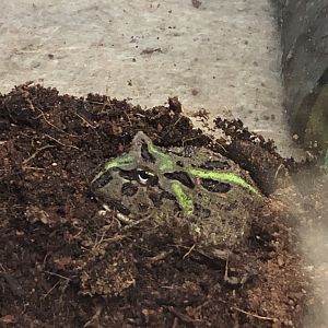 Cranwell's horned frog (Arcata Pet Supply)