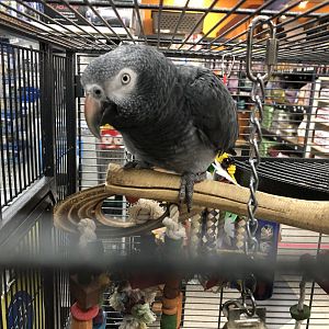 Timneh grey parrot (Arcata Pet Supply)