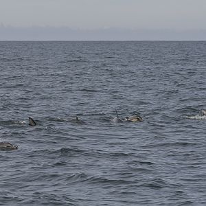 Short-beaked common dolphin pod