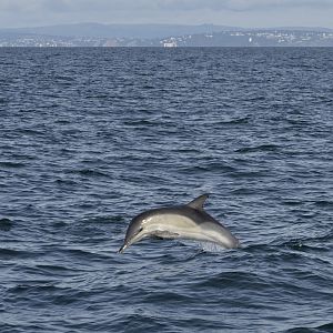 Short-beaked common dolphin