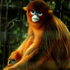 Golden snub-nosed monkey