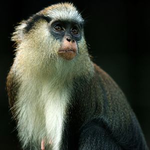 Mona monkey