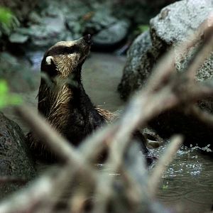 Bathing Asian badger
