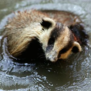 Bathing Asian badger