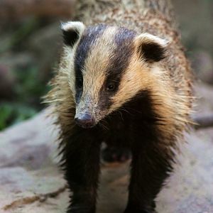 Asian badger after bathing